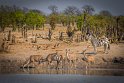 091 Zimbabwe, Hwange NP, groe koedoes en zebra